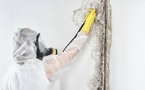 Best Biohazard Mold Removal in USA